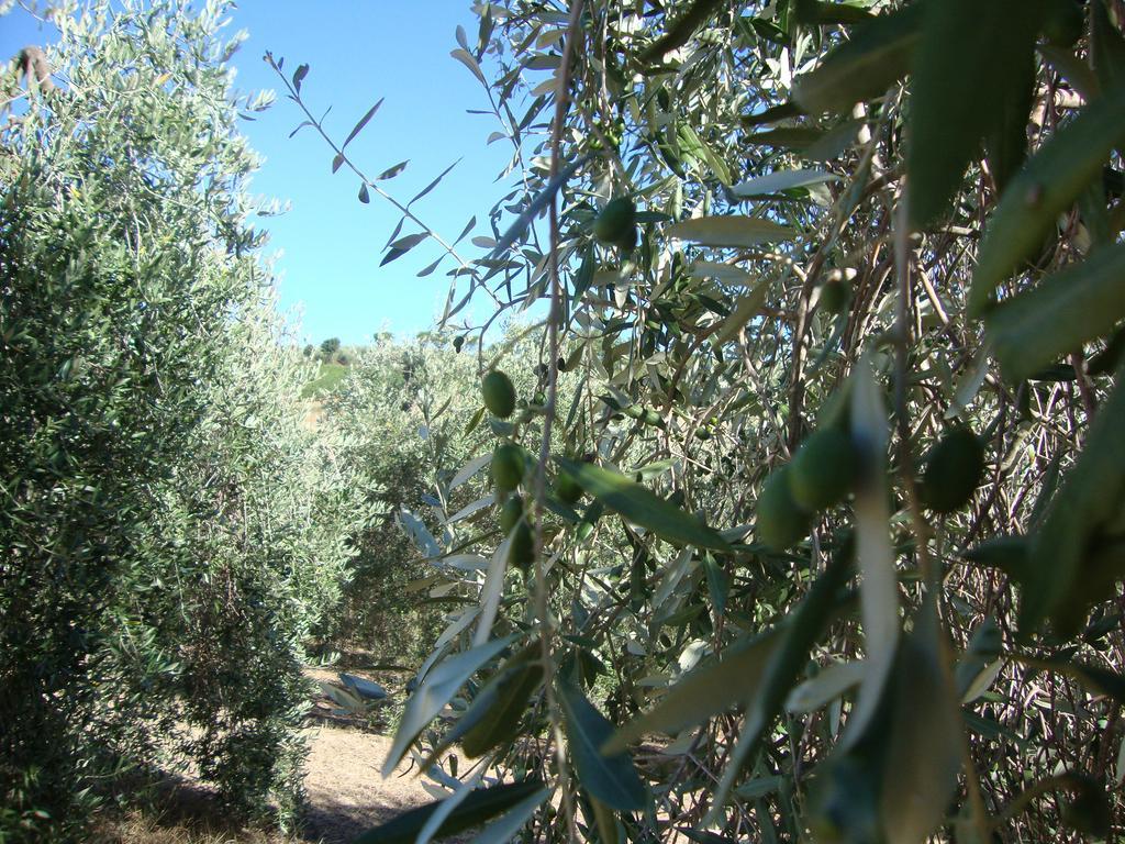 Agriturismo Podere Selvette Campagnatico Eksteriør bilde
